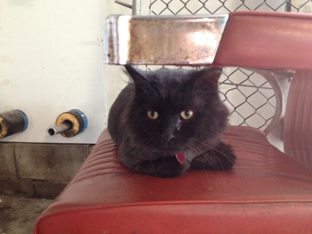 Blue Point's Recently Shaved Cat