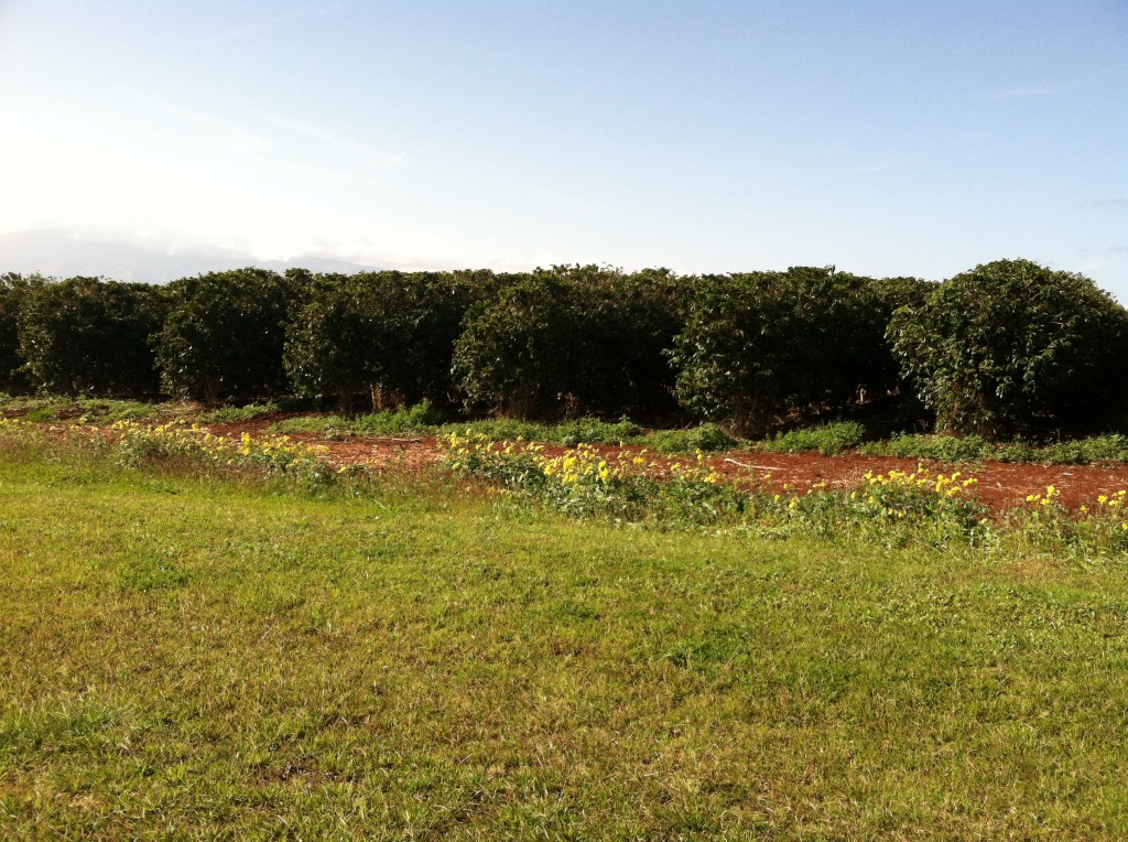 Maui Grown Coffee Farms